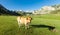 Asturian Mountain cattle cow sits on the lawn in a national park