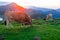 Asturian Mountain cattle cow sits on the lawn in a national park at sunrise