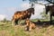 Asturias, Spain. Mountain horse mare with a bell in her neck with foal in the background and foal lying in the grass.