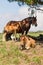 Asturias, Spain. Mountain horse mare with a bell in her neck with foal in the background and foal lying in the grass in the front.