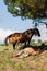 Asturias, Spain. Mountain horse mare with a bell in her neck with foal in the background and foal lying a sleep in the grass in th