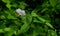 Asystasia gangetica flower