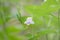 Asystasia gangetica flower plant nature closeup,Thailand