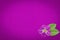 Asystasia gangetica flower on purple paper background