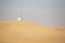 Atabian oryx resting on a sand dune