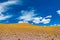 Atacama Altiplana desert savanna and mountains landscape, Miniques in Chile, South America