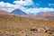 Atacama Altiplana desert savanna and mountains landscape, Miniques in Chile, South America