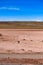 Atacama desert in Chile. Lonley Lama