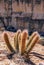 Atacama desert nature details