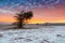 The Atacama Salt Lake Salar de Atacama with a Tamarugo, a native tree from the area, Atacama Desert