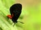 Atala butterfly