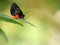 Atala butterfly, Florida