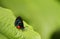 Atala Butterfly resting on green leaf.