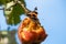 Atalanta butterfly on decaying apple in tree