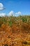 Ð¡atastrophic drought and heat in Europe, nature disaster, yellow dead corn fields