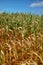 Ð¡atastrophic drought and heat in Europe, nature disaster, yellow dead corn fields