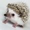 Atelerix albiventris, African pygmy hedgehog.