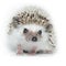 Atelerix albiventris, African pygmy hedgehog.