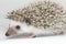 Atelerix albiventris, African pygmy hedgehog.