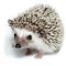 Atelerix albiventris, African pygmy hedgehog.