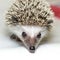 Atelerix albiventris, African pygmy hedgehog.