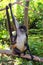 Ateles geoffroyi Spider Monkey Central America