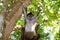 Ateles geoffroyi Spider Monkey Central America