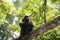 Ateles geoffroyi vellerosus Spider Monkey in Panama