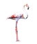 Atercolor realistic flamingo bird  tropical animal isolated on a white