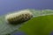 Ð¡aterpillar creeps on big green leaf Eating