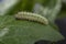 Ð¡aterpillar creeps on big green leaf Eating