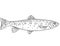 Athabasca rainbow trout or Oncorhynchus Freshwater Fish Cartoon Drawing