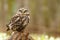 Athene noctua owl