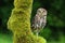 Athene noctua owl