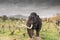 Athens, Greece 17 January 2016. Mammoth portrait at the dinosaur park in Greece.