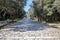 Athens, Greece. People walk on a cobblestone pathway at Filopappou hill