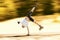 Athlete inline skating practices jumping tricks on an asphalt track