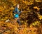 Athlete running in the forest in autumn