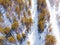 Athlete trains cross country skiing in winter on snow covered track in forest stadium. Aerial top view