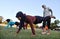 Athletes practicing martial arts