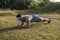 An athletic asian man does planks on the grass at a open field outdoors. Core and abdominal bodyweight exercise or calisthenics