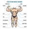 Athletic body man figure muscular anatomy