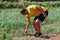 An athletic elderly man senior farmer standing in onion field inspecting onion to be sure it is ready for picking.