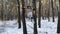 Athletic man doing static exercises on horizontal bar at forest. Sportive guy training abdominal outdoor. Young