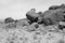 Athletic man on a pile of rocks -B&W-