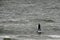 Athletic man on a stand up paddle board in the beach at island of Sylt, Germany