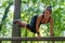 An athletic woman showcases her agility, leaping over an outdoor wooden barrier in a park