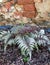 Athyrium niponicum var. pictum, commonly known as Japanese painted fern