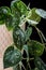 Atin pothos Scindapsus pictus `Argyraeus` houseplant.