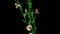 Atkinsiana Botanical Flowers 3D Rendering